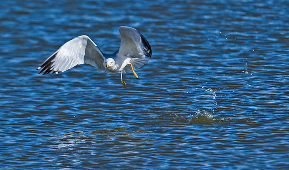 Ring-billed_gull_6