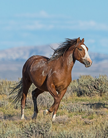 Wild_horse_2