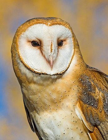 barn_owl_10