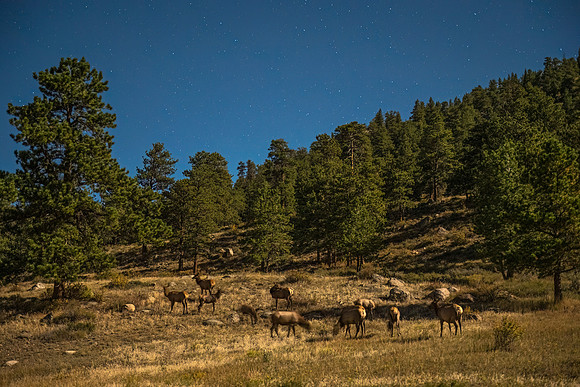 Elk_RMNP_2024_23