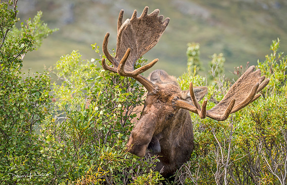 Moose_Denali_2016_3
