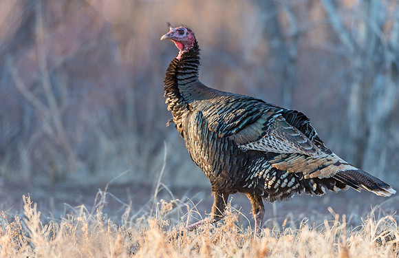 Turkey_WC_6