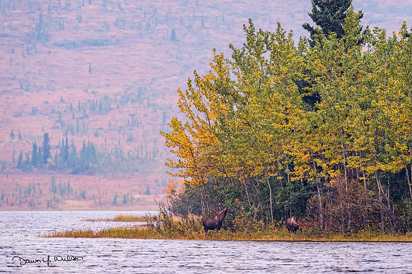 Moose_Denali_2019_4