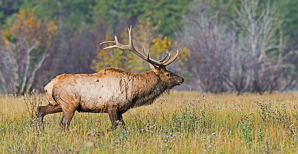 Elk_15