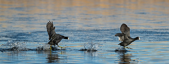 American_coot_MVNWR_2022_1