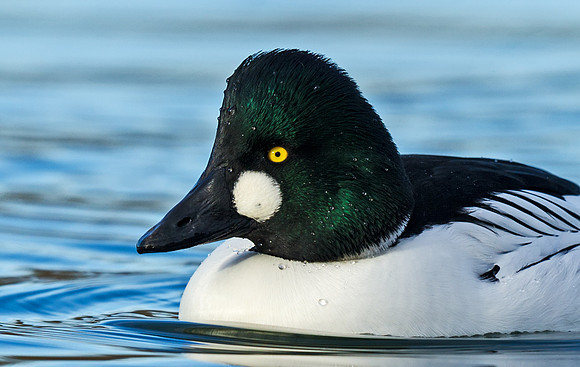 Common_goldeneye_1