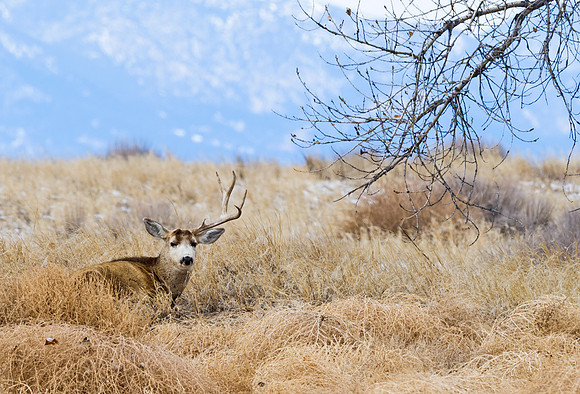Mule_deer_96