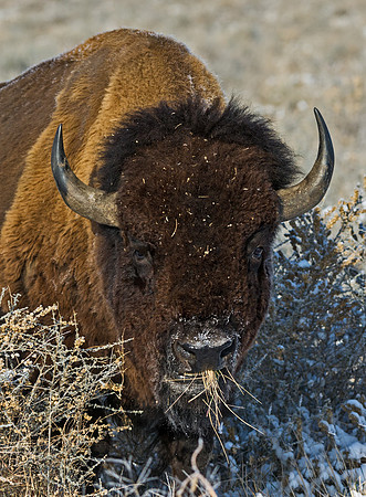 Bison_46