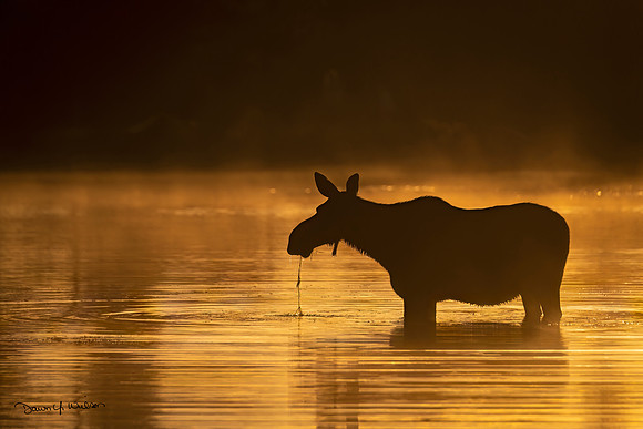 Moose_RMNP_2022_16