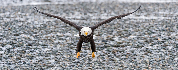 Bald_Eagle_Haines_12