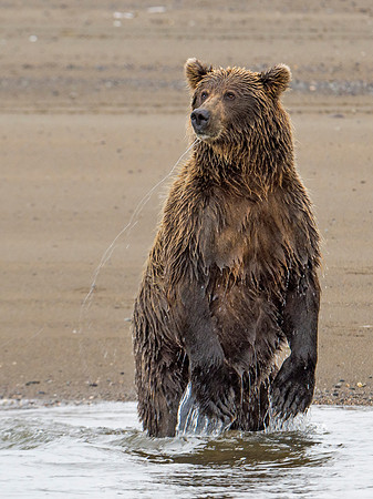 Brown_Bear_LC_11
