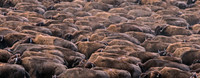 Bison_28