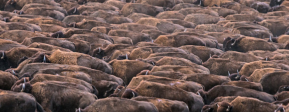 Bison_28