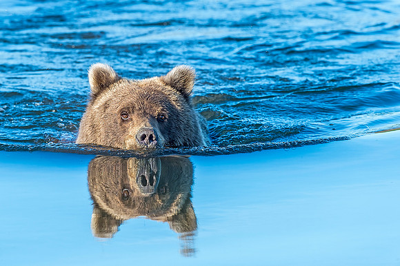B-Brown_bear_LCNP_2018_15