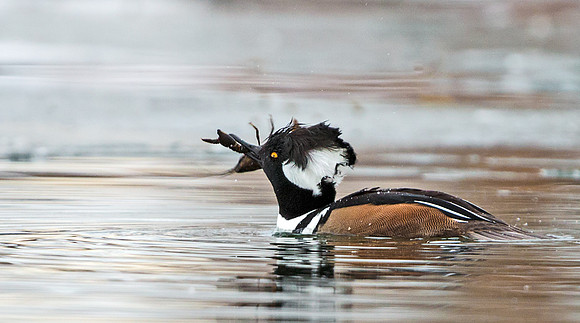 Hooded_merganser_19