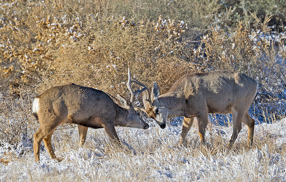 Mule_deer_91