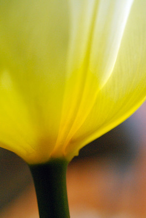 Yellow Tulip