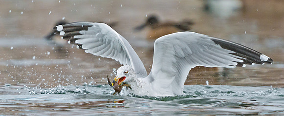 Ring-billed_gull_1