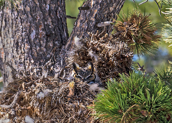 Great Horned Owl 19