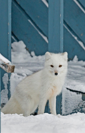 Arctic_fox_5