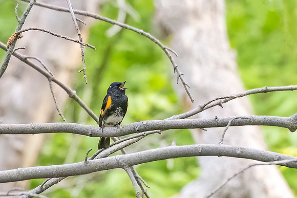 American_redstart_BWAB_2024_1
