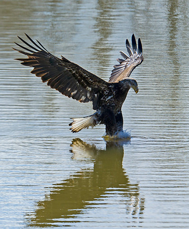 Bald_eagle_112