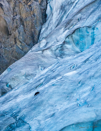 Black_bear_Kenai_Fjords_2016_1