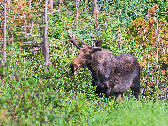 Moose_69