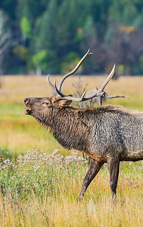 Elk_17