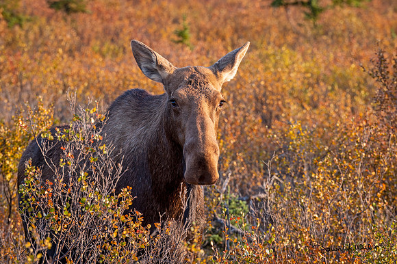 Moose_Denali_2019_6