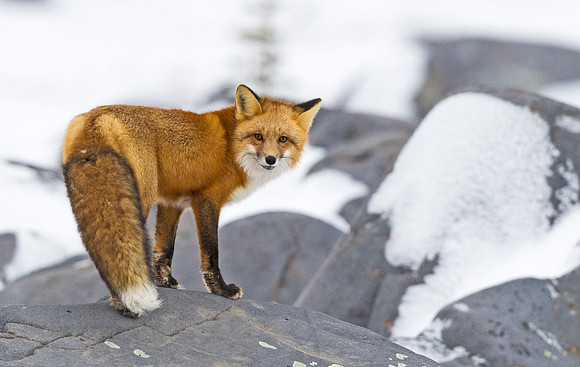 Red_Fox_CH_1