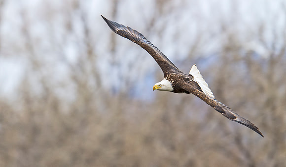 Bald_eagle_78