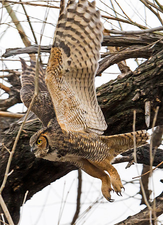 Great Horned Owl 28