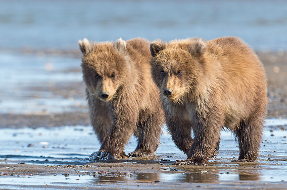 Brown_Bear_LC_16