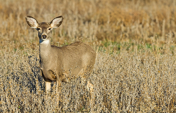 Mule_deer_doe_40