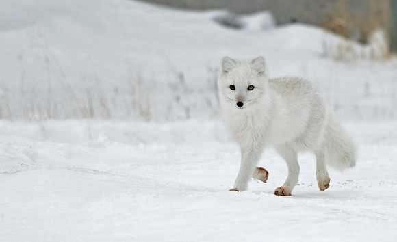 Arctic_fox_6
