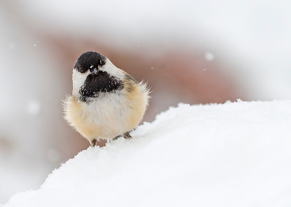 Black-capped_chickadee_1