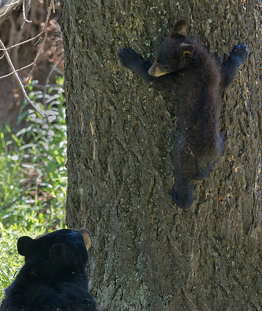 Black_bear_6