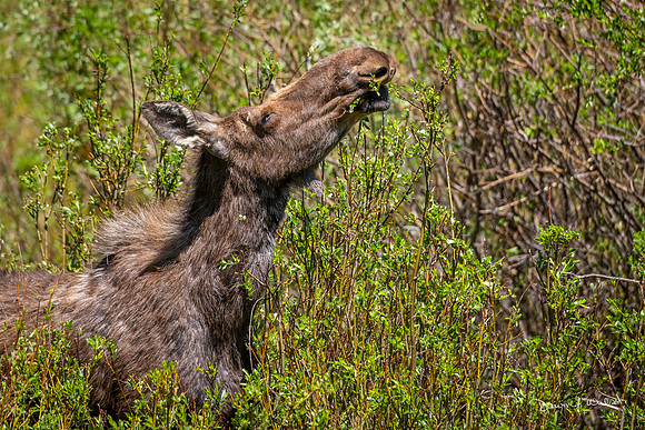 Moose_RMNP_2022_20