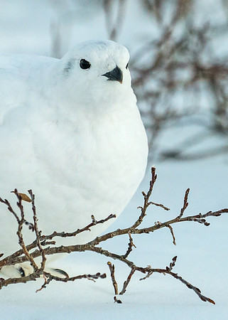 White-tailed_ptarmigan_34