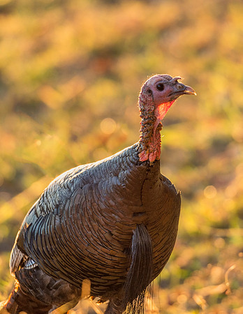 Turkey_GSMNP_2016_1