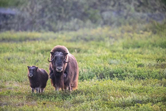 Muskox_Nome_2023_7