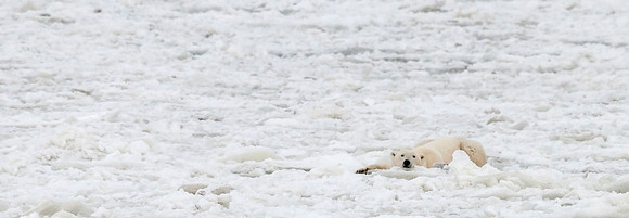 Polar_Bear_CH_9