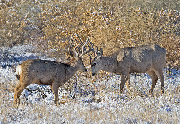 Mule_deer_93