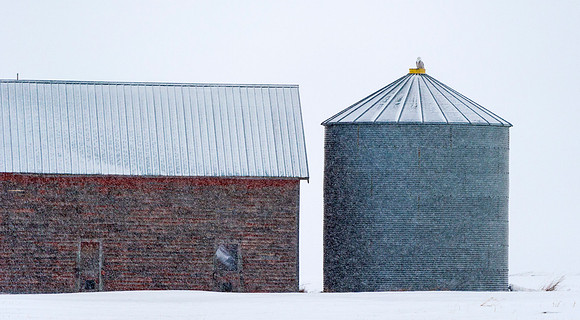 Snowy_owl_18