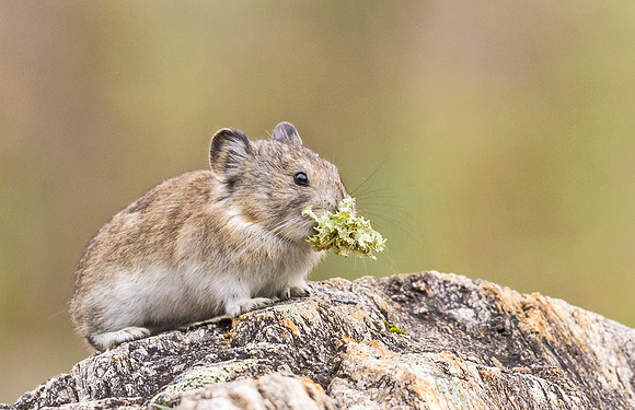Collared_pika_Denali_2016_1