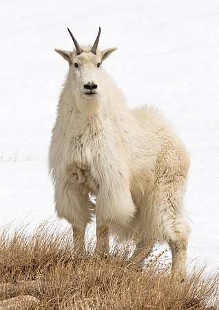 Mountain_goat_5