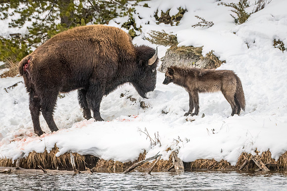 Wolf_Bison_YNP_2024_2
