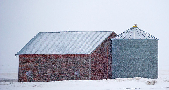 Snowy_owl_17