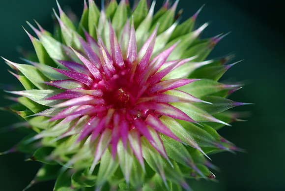 Thistle Bud